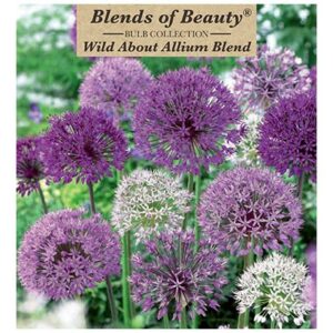 Allium – Wild About Allium Blend – 8 Bulb Pack