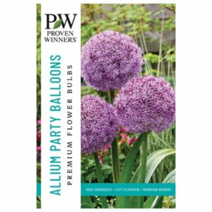 Allium – Party Balloons – 10 Bulb Pack