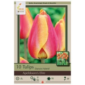 Tulip Darwin Hybrid – Apeldoorn’s Elite – 10 Bulb Pack