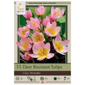 Tulip Bakeri – Lilac Wonder – 15 Bulb Pack