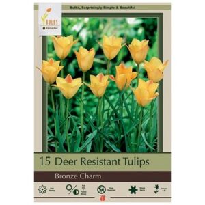 Tulip Batalinii – Bronze Charm – 15 Bulb Pack