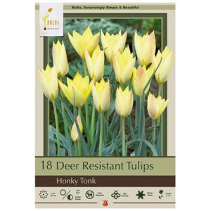 Tulip Batalinii – Honky Tonk – 18 Bulb Pack