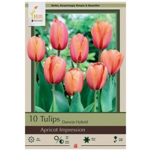 Tulip Darwin Hybrid – Apricot Impression – 10 Bulb Pack