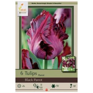 Tulip Parrot – Black Parrot – 6 Bulb Pack