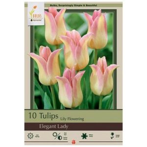 Tulip Lily Flowering – Elegant Lady – 10 Bulb Pack