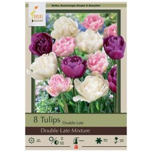 Tulip Double Late Mix – 8 Bulb Pack