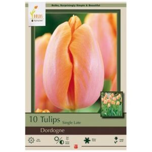 Tulip Single Late – Dordogne – 8 Bulb Pack