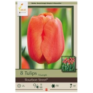 Tulip Triumph – Bourbon Street – 8 Bulb Pack