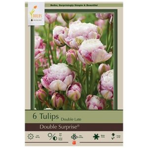 Tulip Double Late – Double Surprise – 6 Bulb Pack