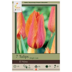 Tulip Single Late – El Nino – 8 Bulb Pack