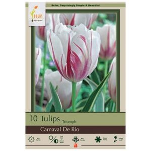 Tulip Triumph – Carnaval De Rio – 10 Bulb Pack