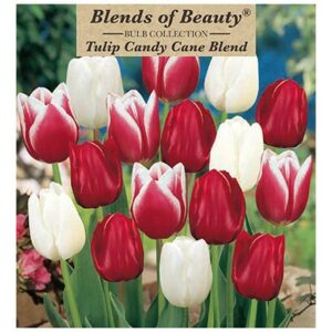 Tulip – Candy Cane Blend – 15 Bulb Pack