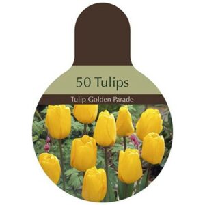 Tulip Darwin Hybrid – Golden Parade – 50 Bulb Value Pack