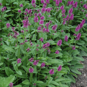 Stachys Monieri – Hummelo – #1 Container