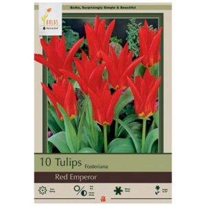 Tulip Fosteriana – Red Emperor – 10 Bulb Pack