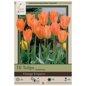 Tulip Fosteriana – Orange Emperor – 10 Bulb Pack