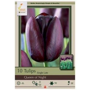 Tulip Single Late – Queen of Night – 10 Bulb Pack