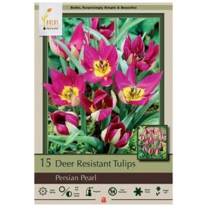 Tulip Humilis – Persian Pearl – 12 Bulb Pack