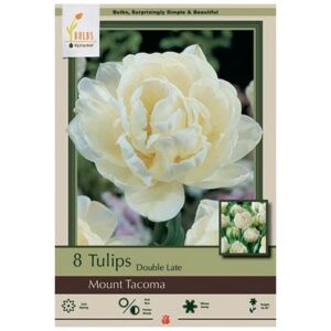 Tulip Double Late – Mount Tacoma – 8 Bulb Pack