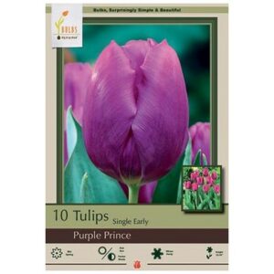 Tulip Single Early – Purple Prince – 10 Bulb Pack