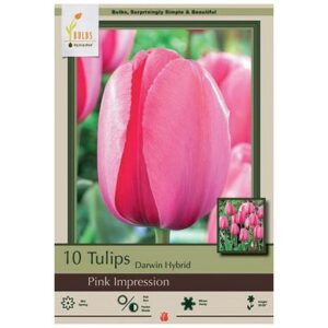 Tulip Darwin Hybrid – Pink Impression – 10 Bulb Pack