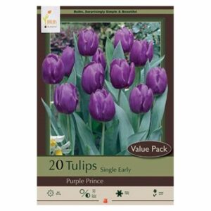 Tulip Single Early – Purple Prince – 20 Bulb Value Pack