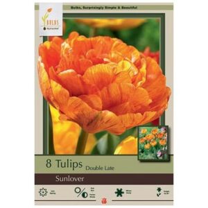 Tulip Double Late – Sunlover – 8 Bulb Pack