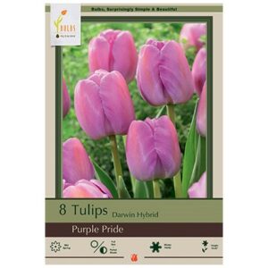 Tulip Darwin Hybrid – Purple Pride – 8 Bulb Pack