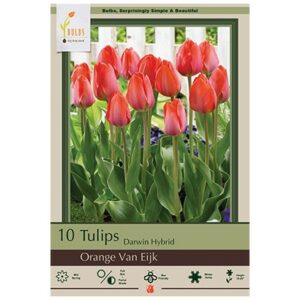 Tulip Darwin Hybrid – Orange Van Eijk – 10 Bulb Pack