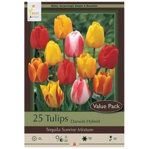 Tulip Darwin Hybrid – Tequila Sunrise Mix – 20 Bulb Value Pack