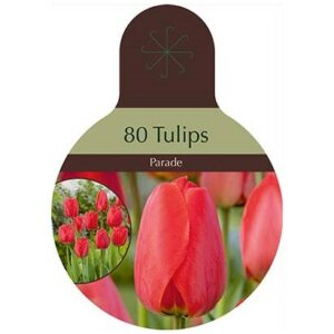 Tulip Darwin Hybrid – Parade – 80 Bulb Value Pack