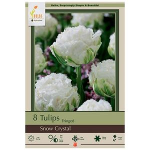 Tulip Fringed – Snow Crystal – 7 Bulb Pack