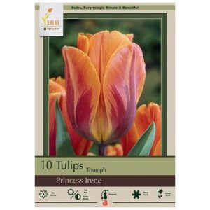 Tulip Triumph – Princess Irene – 7 Bulb Pack