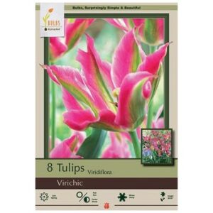 Tulip Viridiflora – Virichic – 8 Bulb Pack