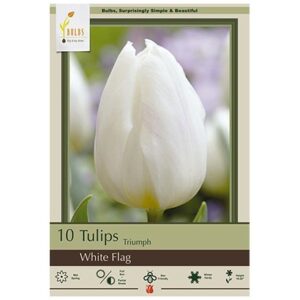 Tulip Triumph – White Flag – 10 Bulb Pack