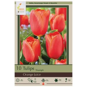 Tulip Triumph – Orange Juice – 8 Bulb Pack