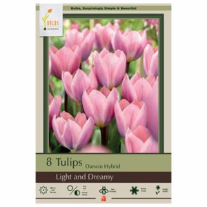 Tulip Darwin Hybrid – Light and Dreamy – 10 Bulb Pack