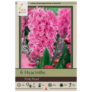 Hyacinth Orientalis – Pink Pearl – 6 Bulb Pack