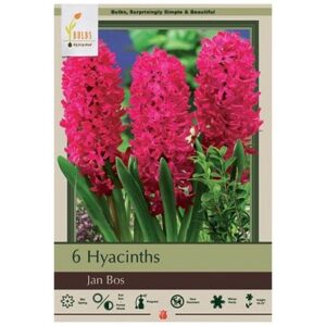 Hyacinth Orientalis – Jan Bos – 6 Bulb Pack