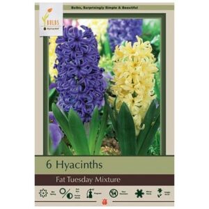 Hyacinth Orientalis – Fat Tuesday Mix – 6 Bulb Pack