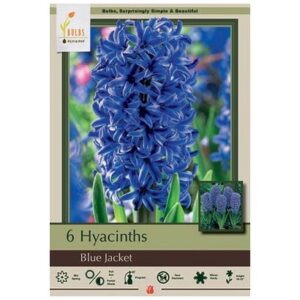 Hyacinth Orientalis – Blue Jacket – 6 Bulb Pack