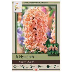 Hyacinth Orientalis – Gipsy Queen – 6 Bulb Pack