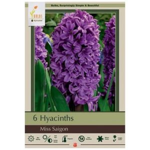 Hyacinth Orientalis – Miss Saigon – 6 Bulb Pack