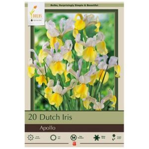 Iris Hollandica – Apollo – 20 Bulb Pack