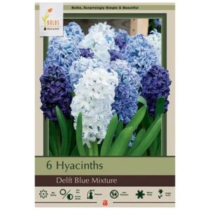 Hyacinth Orientalis – Delft Blue Mix – 6 Bulb Pack