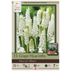 Muscari Botryoides – Album – 15 Bulb Pack