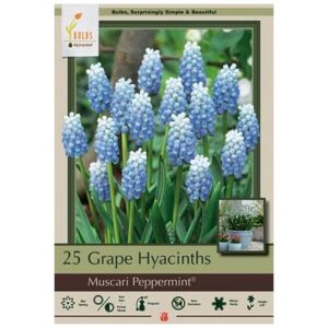 Muscari – Peppermint – 25 Bulb Pack