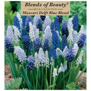 Muscari – Delft Blue Blend – 40 Bulb Pack