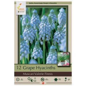 Muscari – Valerie Finnis – 12 Bulb Pack