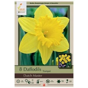 Narcissus Trumpet – Dutch Master – 8 Pack